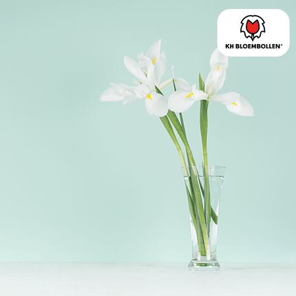 Iris Alaska – 25 Blumenzwiebeln – Weiß blühende Garten-Iris – Für Beete, Rabatten und Schnittblumen