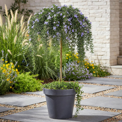 Rosmarin Rosmarinus officinalis Prostratus – 19cm Höhe ca.90cm – Immergrün & winterhart – Lila Blüte – Duftender Kräuterrosmarin