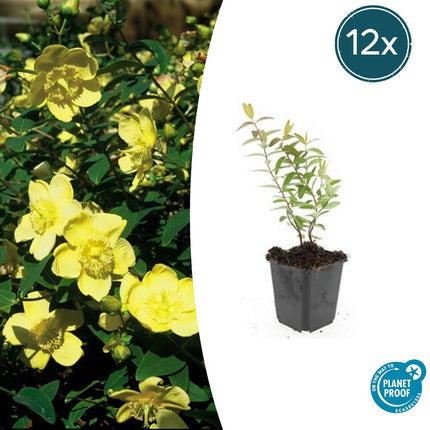 Großblumiges Johanniskraut Hypericum 'Hidcote' – ↕10-25cm – Ø9cm – 12 Pflanzen – Winterharter Strauch mit Gelben Blüten & Bienenfreundlich