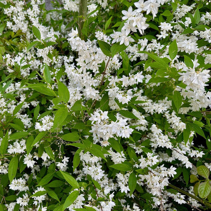 Deutzia Gracilis – Zierlicher Strauch – Blüte Weiß – Bienen- & Schmetterlingsfreundlich – 17 cm x H45 cm – pflegeleicht