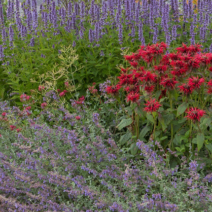 Staudenset – Duftende Blumen – 24 Stauden Ø11cm – Für ca. 3m² – Bienenfreundlich & pflegeleicht – Verschiedene Farben & Blütezeiten