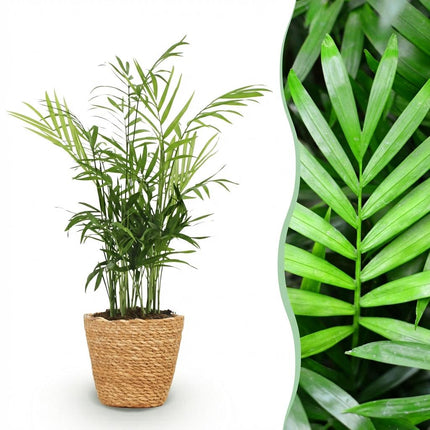 Chamaedorea Elegans Goldpalme Zimmerpflanze inkl. Naturkorb