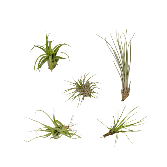 Tillandsia Air Mix – 5 Luftpflanzen – Ø6cm – Pflegeleichte Tillandsien – Mischung – Ohne Erde – Für helle Innenräume & kreative Deko