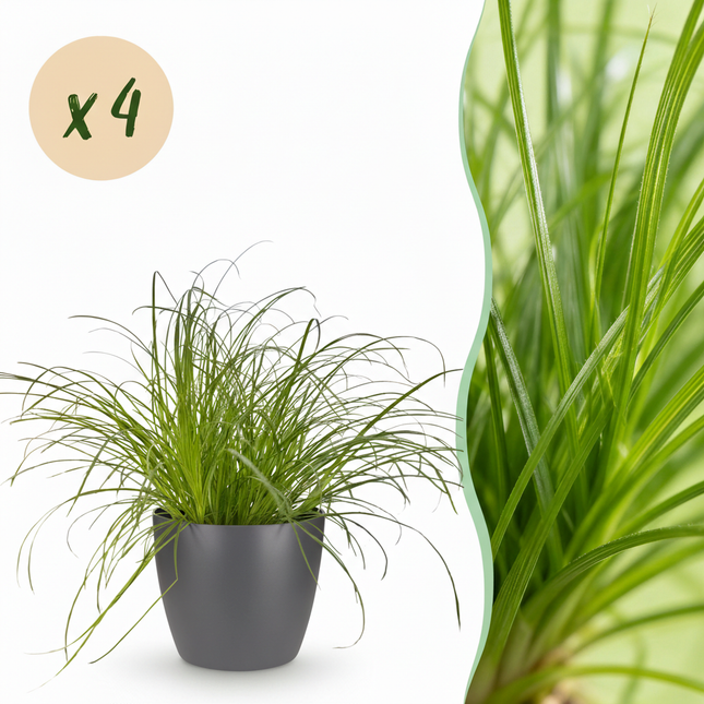 Cyperus Alternifolius Zumula Katzengras – 4er Set Zimmerpflanzen im grauen Topf Ø12cm Höhe20cm – Haustierfreundliche Grünpflanze – Pflegeleicht