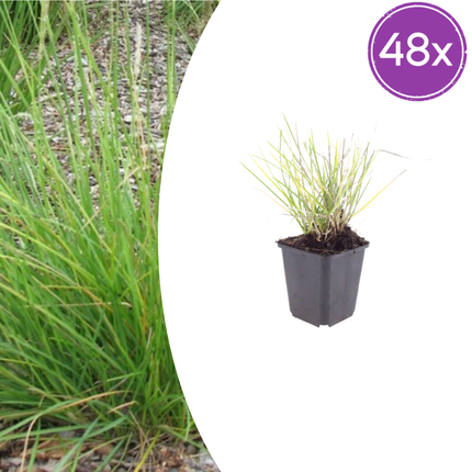 Sesleria autumnalis – 48 Pflanzen – Ø9cm – Höhe 10-25cm – Winterhartes Ziergras – Goldbraune Herbstfärbung