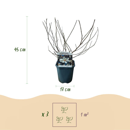 Stern-Magnolie Magnolia Stellata – Strauch – Blüte Weiß – Laubabwerfend – Frühjahrsblüher – Pflegeleicht – 17cm Höhe 45cm – Für Garten & Terrass