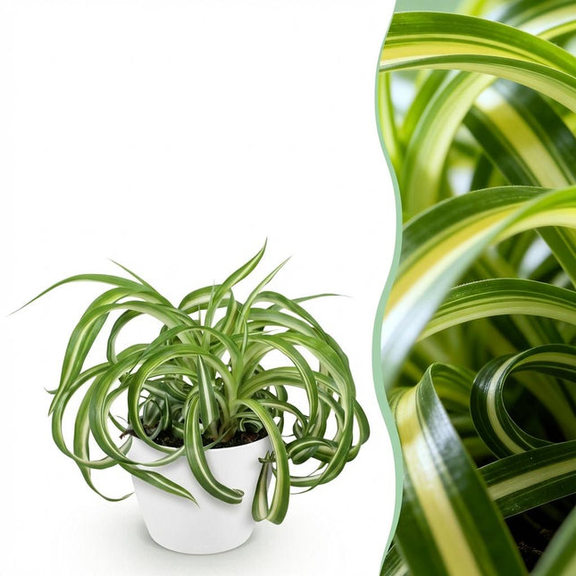 Chlorophytum Comosum Bonnie Lockige Graslilie – Zimmerpflanze im weißen Topf Ø12cm Höhe20cm – Haustierfreundliche Grünpflanze
