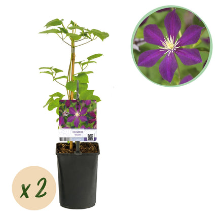 Kletterpflanze Clematis Mikelite – Lila-weiße Blüten – Wenig Pflege – 2 Pflanzen – 11 cm Höhe 40 cm – Für Garten, Terrasse & Pergolen