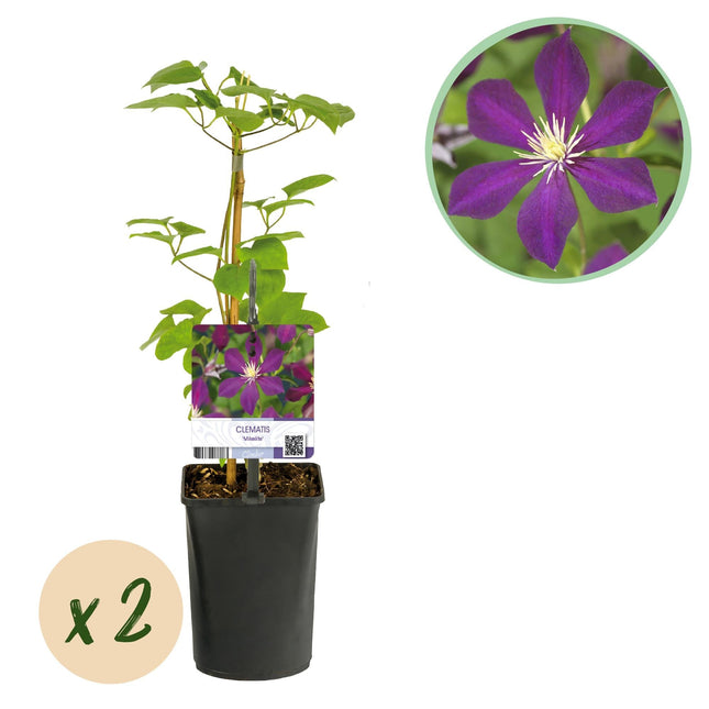 Kletterpflanze Clematis Mikelite – Lila-weiße Blüten – Wenig Pflege – 2 Pflanzen – 11 cm Höhe 40 cm – Für Garten, Terrasse & Pergolen