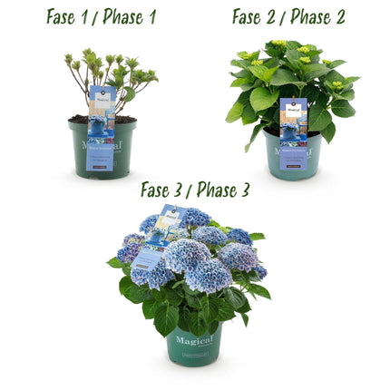 Hydrangea macrophylla Magical Revolution Blue – Blaue Gartenhortensie – 2 Pflanzen im Topf 23cm – Höhe 55cm – 6-10 Blüten – Balkonpflanze