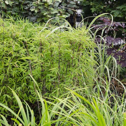 Carex morrowii 'Irish Green' - Immergrünes Ziergras - Ø19cm ↕40cm - Robuste Gartenpflanze für Sonne & Schatten