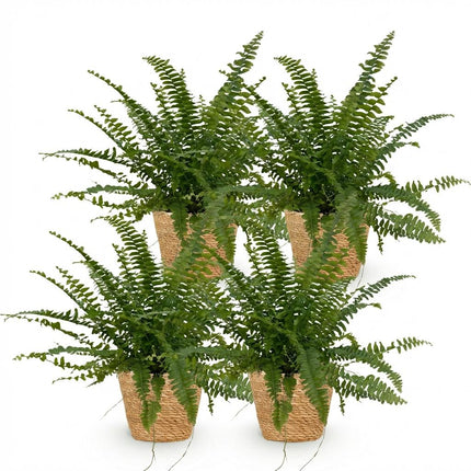 Nephrolepsis Exaltata Green Lady Farn – 4er Set Zimmerpflanzen im Korb Ø12cm Höhe25cm – Haustierfreundliche Grünpflanze – für Zimmer & Büro
