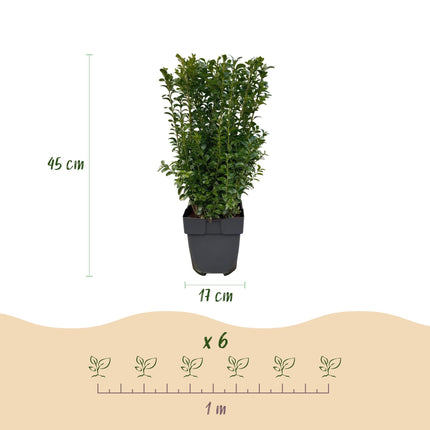 Buxus sempervirens – 6 Pflanzen für 1 laufenden Meter – Gewöhnlicher Buchsbaum – Immergrüne Heckenpflanze im 17cm Topf – ca. 45cm hoch – Dicht & pflegeleicht für Gartenhecken