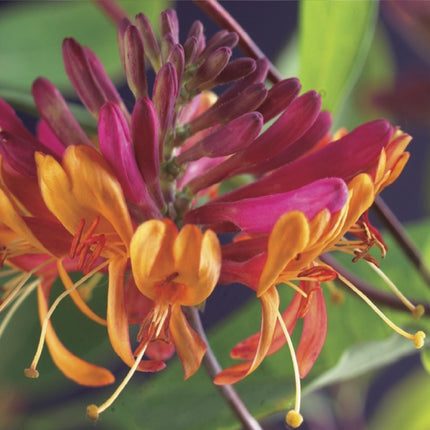 Geißblatt Lonicera heckrottii Goldflame – 2 Pflanzen 11cm – ca. 40cm hoch – Duftende Kletterpflanze mit rosa – gelben Blüten – Für Zaun & Pergola
