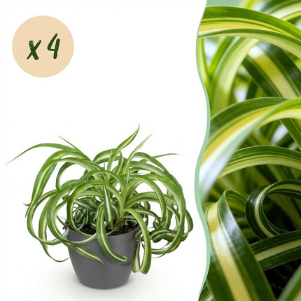 Chlorophytum Comosum Bonnie Lockige Graslilie – 4er Set Zimmerpflanzen im grauen Topf Ø12cm Höhe20cm – Haustierfreundliche Grünpflanze