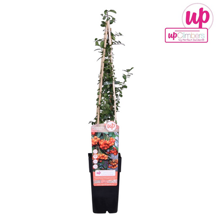Feuerdorn – Pyracantha 'Orange Glow' – Ø15cm – ↕65cm – Immergrüner Strauch mit oranger Beerenpracht – Ideal als Sichtschutz & Vogelschutzhecke – Für Garten & Terrasse