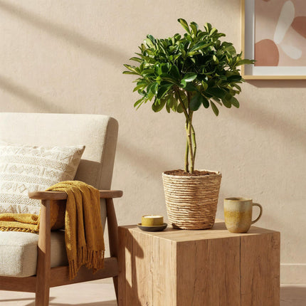 Schefflera Gold Capelle – 70-80cm – 21cm mit Korb – Pflegeleichter Fingerbaum – Grün-Goldenes Blattwerk – Dekorative Zimmerpflanze für Wohnzimmer, Büro & Eingangsbereiche