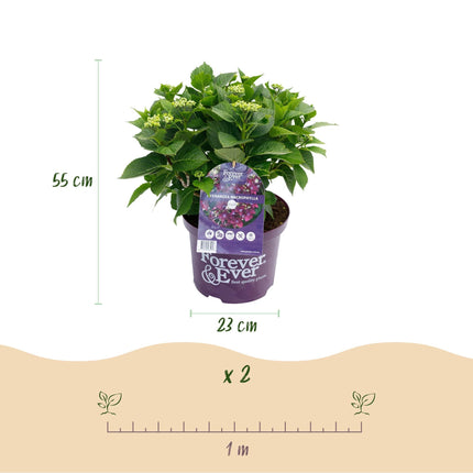 Hortensie Forever & Ever – Lila – 2 Pflanzen – Hydrangea macrophylla – 23cm – Ca. 55cm hoch – 7-12 Blüten – Für Balkon, Terrasse & Beet