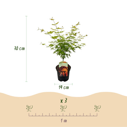 Japanischer Ahorn – Acer palmatum 'Orange Dream' – 2 Pflanzen – ca. 70 cm hoch – Ø19 cm – orangefarbenes, fein gefiedertes Laub – Balkon- & Gartenpflanze