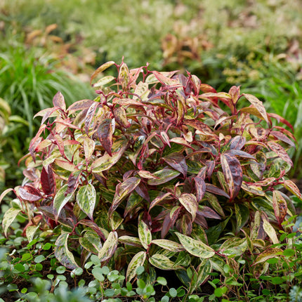 Traubenheide Leucothoe Makijaz – 2 Pflanzen 17cm Höhe ca.45cm – Immergrün & farbintensiv – Braun – grünes Laub – Pflegeleichter Zierstrauch