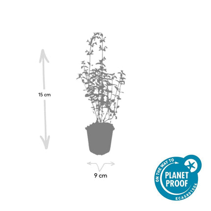 Nepeta ‘Walker’s Low’ – 48 Pflanzen – ↕10-25cm – Ø9cm – Lavendelblau – Aromatisches Laub – Pflegeleicht – Sonne – Bienen & Schmetterlinge