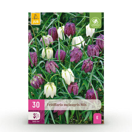 Blumenzwiebeln Fritillaria Meleagris Schachbrettblume Mix – 30 Blumenzwiebeln – Lila & Weiße Kiebitzeier-Blumen – Frühblühende Zwiebeln für Beet, Balkon & Terrasse – Pflegeleicht