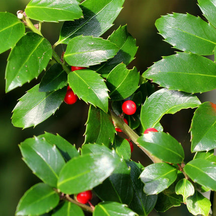 Stechpalme – Ilex meserveae Blue Maid – Heckenpflanze – Blatt grün – 8 Pflanzen – 1 laufender Meter – immergrün – 9cm Höhe 25-30cm