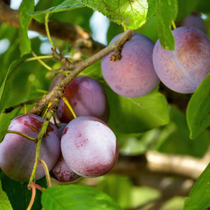 Pflaumenbaum – Prunus domestica 'Opal' – ca. 90 cm hoch – Topf Ø21 cm – gelb-rote Früchte – selbstfruchtend & ertragreich – Obstbaum für Garten & Terrasse