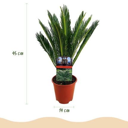Cycas revoluta Sagopalmfarn – 45cm – 14cm – Pflegeleichte Zimmerpflanze mit fiederartigen Blättern – Exotischer Blickfang für Wohn – & Arbeitsräume
