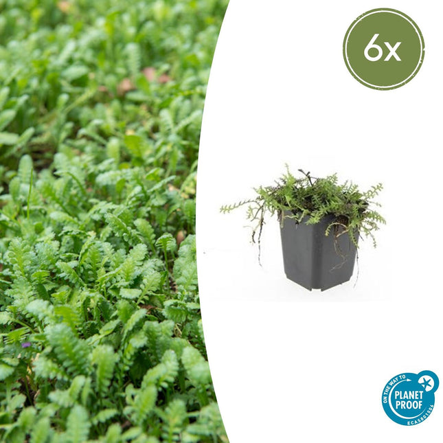 Fiederpolster Leptinella squalida – ↕10-25cm – Ø9cm – 6 Pflanzen – Immergrüner Bodendecker, Farnartige Blätter, Schattentauglich, Pflegeleicht
