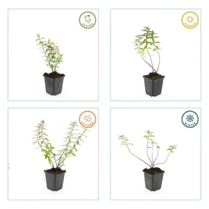 Hypericum Hidcote – Großblumiges Johanniskraut – 6 Pflanzen Ø9cm – Höhe 10–25cm – Immergrüner Strauch mit gelben Blüten – Pflegeleicht, winterhart & bienenfreundlich
