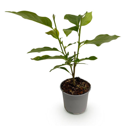 Magnolia sieboldii – 12cm – Höhe ca. 30cm – Laubabwerfende Sommer – Magnolie mit weißen Blüten & rotem Zentrum