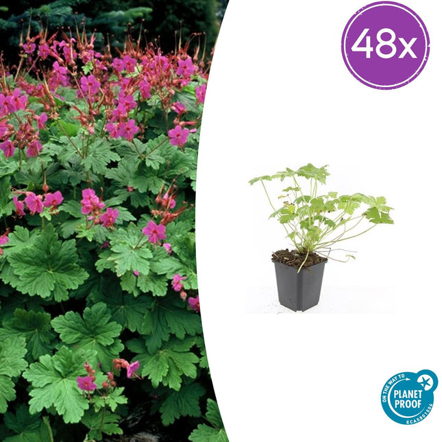 Geranium macrorrhizum 'Czakor' – 48 Pflanzen – ↕10-25 cm – Ø9 cm – Tiefrosa Blüten – Winterharter, pflegeleichter Bodendecker – Bienenfreundlich