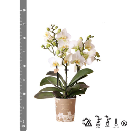 Phalaenopsis Orchidee „Lausanne“ – Weiß – Ø9cm – Zimmerpflanze mit 3 Blütentrieben – Pflegeleicht & elegant – Aus der Blossom-Kollektion