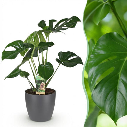 Monstera Deliciosa Fensterblatt – Große Zimmerpflanze im grauen Topf Ø21cm Höhe70-80cm – Pflegeleichte Grünpflanze