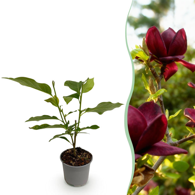 Magnolia Genie – 12cm – Höhe ca. 30cm – Laubabwerfende Magnolie mit großen lilafarbenen Frühlingsblüten – Pflegeleicht für Beet, Balkon & Terrasse