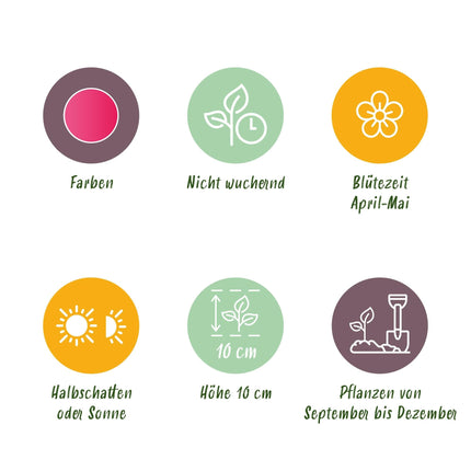 Blumenzwiebeln Tulipa Little Beauty – Dunkelrosa – 25 Stück – Zwiebelgröße 6/7 – Zwerg-Tulpen für Garten, Balkon & Terrasse – Frühjahrsblüher April bis Mai