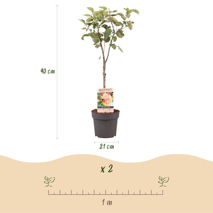 Apfelbaum Malus domestica Jonagold – Gelbgrüner Apfel – Obstbaum im Ø21cm – Höhe ca. 90cm – Süß – saurer Geschmack – Pflegeleicht & gesund