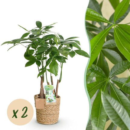Glückskastanie Pachira Aquatica Mehrstammig – Geldbaum – 2 Pflanzen – 50-55cm – 17cm – Pflegeleichte Zimmerpflanzen mit handförmigen Blättern