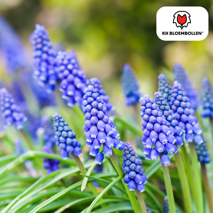 Muscari ‘Bleu Moon’ – Traubenhyazinthen – 20 Blumenzwiebeln – ↕15-20cm – große blau-violette Blüten – Frühlingsblüher für Beete, Töpfe & Steingärten