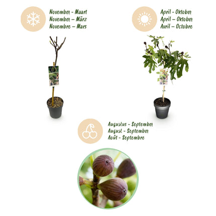 Feigenbaum Ficus carica Little Miss Figgy – 19cm Höhe ca.90cm – Winterhart & laubabwerfend – Kompakter Feigenbaum mit grünen Früchten