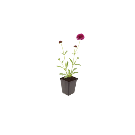 Knautia macedonica – 24 Pflanzen – Ø9cm – Höhe 10-25cm – Winterharte Staude – Tiefrote Blütendolden – Bienen