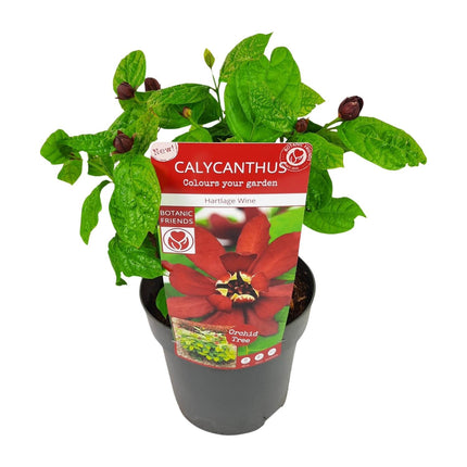 Sinocalycanthus Hartlage Wine – Ø19cm – ca.30-50cm hoch – Carolina Allspice – Duftender Zierstrauch mit rot – violetten Blüten – Garten & Kübelpflanze