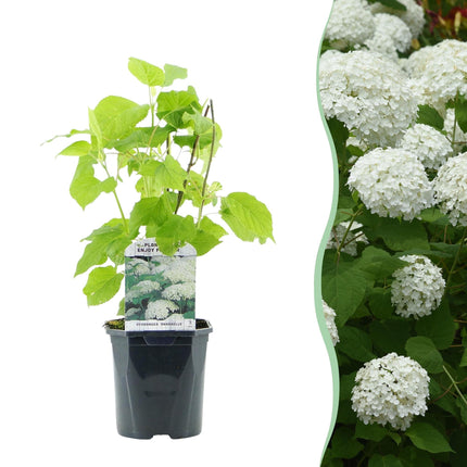 Rispenhortensie - Hydrangea arborescens Annabelle - Blüte Weiß - Große Blüten - 17cm Höhe 50cm - Winterhart & pflegeleicht für Beet & Kübel