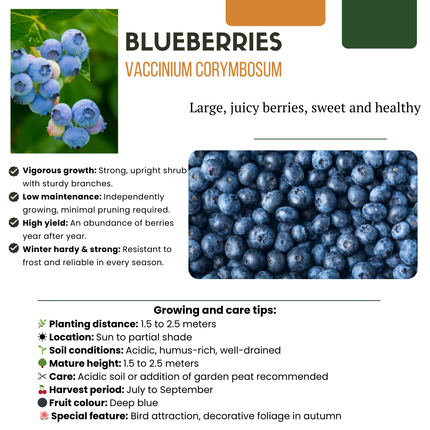 Vaccinium corymbosum – Bio-Heidelbeere – Ø13cm – ↕20cm – 6 Pflanzen – Biologische Heidelbeerpflanzen – Für Balkon, Terrasse & Garten