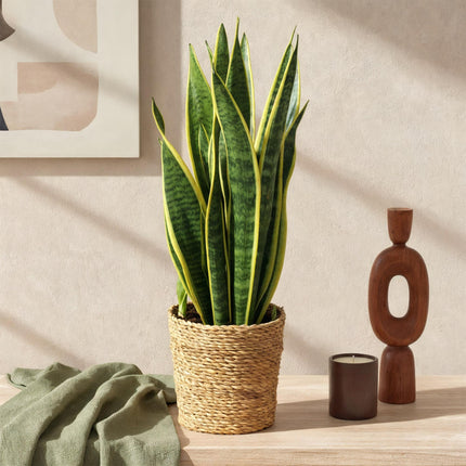Sansevieria Laurentii – 2 robuste Zimmerpflanzen – 60-70cm – 17cm – Grün – Gelb – Pflegeleicht & luftreinigend