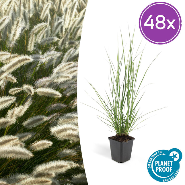 Pennisetum alopecuroides 'Hameln' – 48 Pflanzen – ↕10-25cm – Ø9cm – Ziergras mit cremigen Blütenähren – Winterhart & pflegeleicht