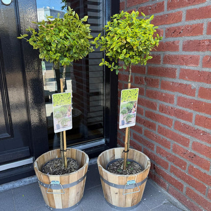 Euonymus fortunei 'Emerald 'n Gold' – Immergrüne Stamm-Pflanze – grün-goldenes Laub – pflegeleicht & kompakt – Terrassen- & Gartenpflanze – Ø19cm – Höhe ca. 90cm