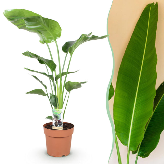 Strelitzia Nicolai – 110-120cm – 21cm – Pflegeleichte Paradiesvogelblume – Große tropische Zimmerpflanze