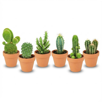 Mini Kakteen Mix – 6 Pflanzen – Ø8,1cm Terrakottatöpfe – Höhe 5-10cm – Pflegeleichte Zimmerpflanzen – Kakteen Set für Fensterbank Büro & Wohnraum